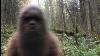 Watch This Terrifying Encounter On Trail Cam